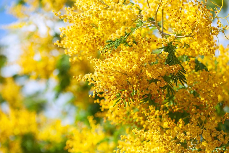 mimosa